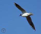 Black-headed Gull 8R32D-04